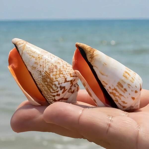 2pcs/4pcs/6pcs Natural Red Conch Seashells, Rare Seashells, Collectible Seashells, Suitable For DIY Crafts, Fish Tank And Garden Decor, Beach Weddings, Keychains - Bulk Seashells For Decorations, Holiday Gifts, Party Decorations, Student Gifts, Figurines, Decorative Items, Small Statues And Miniatures