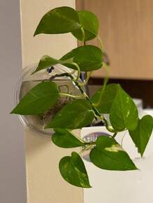 1PC Transparent Wall Hanging Planter, Green Orchid Planter With Patch, Rustic Style Simple Wall Planter, Hydroponic Wall-Mounted Fish Tank Creative Wall Decorations, Living Room Dining Room Bedroom Wall Hangings