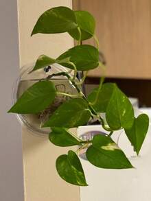 1PC Transparent Wall Hanging Planter, Green Orchid Planter With Patch, Rustic Style Simple Wall Planter, Hydroponic Wall-Mounted Fish Tank Creative Wall Decorations, Living Room Dining Room Bedroom Wall Hangings