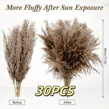 20/30 piezas Ramo de Hierba de las Pampas Seca, Flores Blancas, Ramo de Estilo Bohemio para Decoración del Hogar, Flores Secas de Junco, Decoración de Habitación, Decoración del Hogar, Decoración de Dormitorio, Decoración de Boda, Suministros de Boda, Decoración de Oficina, Decoración de Cafetería, Regalo del Día de San Valentín | Halloween, Navidad, Decoraciones Navideñas, Decoración de Habitación, Decoración de Dormitorio, Regalo