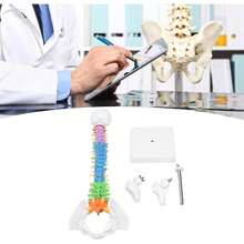 Tyenaza Modelo de Columna Vertebral de 45 cm, Modelo de Columna con Pelvis y Fémur, Modelo de Médula espinal Humana en Color de PVC, Mini Modelo de AnatomíA de Columna Vertebral para Enseñanza Escolar - 1 - Ver 11