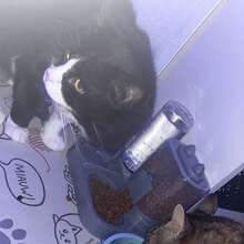 1件套二合一自动猫咪喂食器和饮水器套装，自动宠物碗 - 可拆卸可清洗的宠物食品和水站，适合幼猫，无需用电，易于清洁 - 猫碗，猫咪饮水器，宠物用品（请注意产品尺寸） - 彩色 - 查看 8
