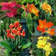 100 Semillas de Canna Indica - Mezcla de Variedades, Colores Diversos - Multicolor - Ver 4