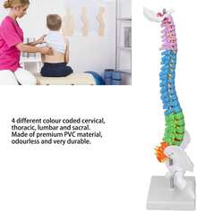 Tyenaza Modelo de Columna Vertebral de 45 cm, Modelo de Columna con Pelvis y Fémur, Modelo de Médula espinal Humana en Color de PVC, Mini Modelo de AnatomíA de Columna Vertebral para Enseñanza Escolar - 1 - Ver 8