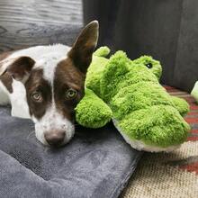 KONG - Cozie King Lion - Indoor Cuddle Squeaky Plush Dog Toy - Small Dogs