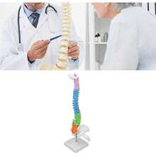 Tyenaza Modelo de Columna Vertebral de 45 cm, Modelo de Columna con Pelvis y Fémur, Modelo de Médula espinal Humana en Color de PVC, Mini Modelo de AnatomíA de Columna Vertebral para Enseñanza Escolar - 1 - Ver 6
