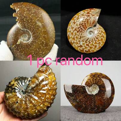 A Slice Of Snail, With A Lustrous Mineral-Like Purity, Makes A Perfect Home Decoration And A Unique Holiday Gift. (Natural Stone May Have Natural Cracks And Grooves, Which Is Normal.)