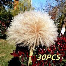 20/30 piezas Ramo de Hierba de las Pampas Seca, Flores Blancas, Ramo de Estilo Bohemio para Decoración del Hogar, Flores Secas de Junco, Decoración de Habitación, Decoración del Hogar, Decoración de Dormitorio, Decoración de Boda, Suministros de Boda, Decoración de Oficina, Decoración de Cafetería, Regalo del Día de San Valentín | Halloween, Navidad, Decoraciones Navideñas, Decoración de Habitación, Decoración de Dormitorio, Regalo