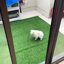 نجيلة اصطناعية للحيوانات الأليفة، مقاومة للروائح وسهلة التنظيف، خاصة لمناطق نشاط الكلاب والقطط، حصيرة نجيلة اصطناعية ناعمة للحيوانات الأليفة، عشب اصطناعي مقاوم للماء، مناسب لحمام الحيوانات الأليفة والملعب، نجيلة اصطناعية للحيوانات الأليفة متينة، عشب خارجي مقاوم للطقس، خاص لمنطقة الكلاب والفناء الخلفي، نجيلة اصطناعية صديقة للحيوانات الأليفة عالية الكثافة