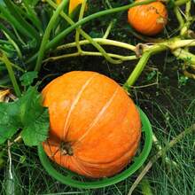 12 Pack Melon Cradles, Plastic Pumpkin Support, Squash Protector Stand, Watermelon Support Plant Trellis, Melon Holder Growing Frame, Protector For Watermelon, Squash, Pumpkin{Inchcolorinch:InchGreeninch} - Màu xanh lá - Xem 7