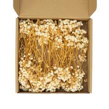 1盒天然永生满天星花 - 优雅永恒的满天星，适用于家居、办公室、婚礼、圣诞节、万圣节派对、手工制作，无需维护，适合14岁及以上人群。