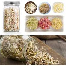 JINLICOME Kit de cultivo de brotes de 2 piezas para tarros de brotes para 2 tarros grandes de boca ancha para cultivo de brócoli, alfalfa, frijol mungo. (16 onzas) - 16 onzas - Ver 6