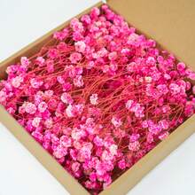 1 Box Natural Preserved Baby's Breath Flowers - Elegant Everlasting Baby's Breath, Suitable For Home, Office, Wedding, Christmas, Halloween Party, Crafts - , Maintenance-Free, Suitable For Ages 14+ - Pink - View 5