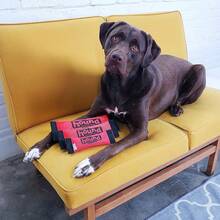 Outward Hound Firehose Fetch Dog Toy, Large - Đỏ - Xem 7