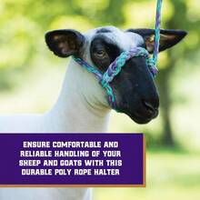 Weaver Leather Livestock Poly Rope Sheep Halter, Black