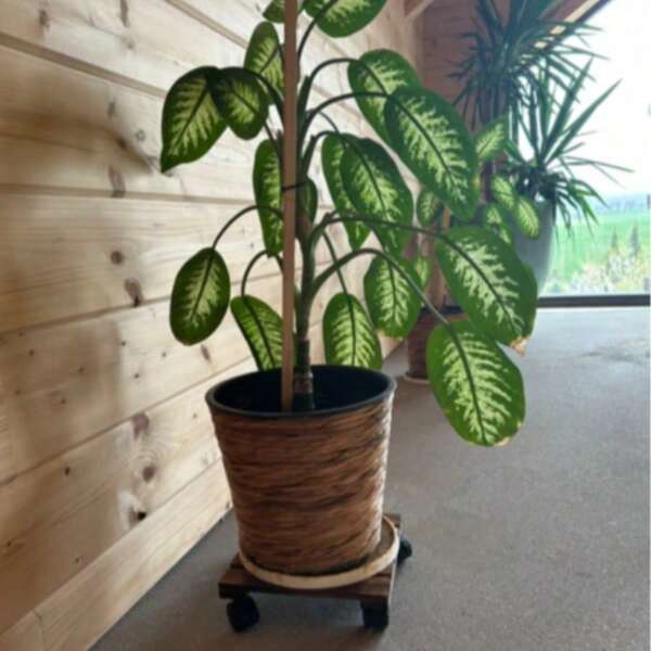 Heavy Duty Wooden Plant Cart With 4 Lockable Wheels And Manual Wrench. Wooden Lockable Wheels With Rectangular Rolling Design For Indoor/Outdoor Garden Plant Transportation. Traditional Aesthetics For Easy Transportation
