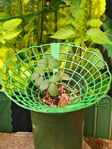 Questo set di supporti per piante di fragole ha tre gambe robuste ed è dotato di un design con logo di fragole, offrendo protezione per le fragole contro muffa, marciume e sporco, adatto per la coltivazione di fragole