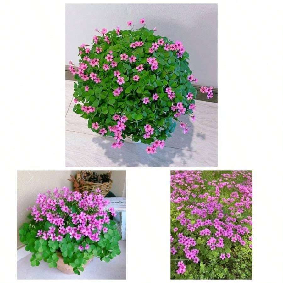 24 Pack Iron Shamrock Plant Bulbs, Live Oxalis Bulbs Indoor Outdoor Gardens, Year - Round Perennial Lucky Shamrock Plants Live In Pots Home Decor - 綠色 - 查看 1
