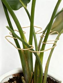 植物茎支撑,可重复使用的金属攀爬植物茎支撑桩,耐用的龟背竹稳定器抓钩支架,独特的攀爬植物设计,龟背竹夹套装,促进植物蓬勃发展的理想植物支撑 - 多色 - 查看 13