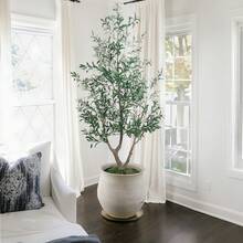 LEMEGO Upgraded Olive Tree Artificial Plants 6ft 7ft Faux Olive Trees With 3 Branches And Lifelike Fruits Outdoor Indoor Realistic Potted Plant For Mordern Home Office Living Room Decor - 綠色 - 查看 1