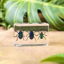 1pc Real Insect & Plant Model Set, Multispecies Insect Collection Transparent Model, Creative Gift Decor, Insect Teaching Tool, Permanent Preserved Animal Insect Combination Sample, 2pcs Golden Beetles, 3pcs Ladybugs, 3pcs Leaf Beetles, 2pcs Spiders, 2pcs Ants, 2pcs Stinkbugs, Multicolor Beetle Insect Model Set, Educational Learning Toy - Multicolor - View 28