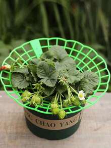 Questo set di supporti per piante di fragole ha tre gambe robuste ed è dotato di un design con logo di fragole, offrendo protezione per le fragole contro muffa, marciume e sporco, adatto per la coltivazione di fragole