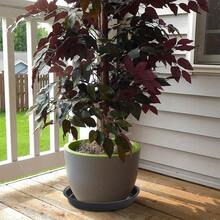 8个8英寸带排水底盘的植物托盘，塑料材质，室内外均可使用