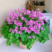 24 Pack Iron Shamrock Plant Bulbs, Live Oxalis Bulbs Indoor Outdoor Gardens, Year - Round Perennial Lucky Shamrock Plants Live In Pots Home Decor - 綠色 - 查看 2