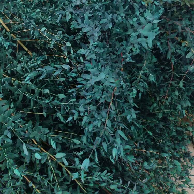 100g/200g 正品桉树茎用于淋浴，桉树叶，天然干花，45厘米保鲜桉树叶，干燥桉树枝，用于装饰，婚礼，家居装饰，藤条材料，摄影道具 - 紅色 - 查看 13