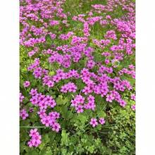 24 Pack Iron Shamrock Plant Bulbs, Live Oxalis Bulbs Indoor Outdoor Gardens, Year - Round Perennial Lucky Shamrock Plants Live In Pots Home Decor - 綠色 - 查看 6