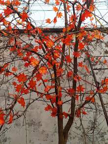 3 Packs Of 2.34m Artificial Autumn Maple Leaf Garland, Red Fall Leaves Hanging Vine, Suitable For Home, Wedding, Fireplace, Party, Thanksgiving Decor - Romantic Valentine's Day Style - Orange - View 9