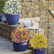 2PCS Artificial Eucalyptus Violet Ground Stakes Flowers, UV Resistant Faux Silk Plants For Spring Summer Garden, Patio, Home Decor, Lifelike Greenery Bouquet - 白色 - 查看 6