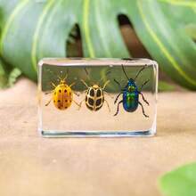 1pc Real Insect & Plant Model Set, Multispecies Insect Collection Transparent Model, Creative Gift Decor, Insect Teaching Tool, Permanent Preserved Animal Insect Combination Sample, 2pcs Golden Beetles, 3pcs Ladybugs, 3pcs Leaf Beetles, 2pcs Spiders, 2pcs Ants, 2pcs Stinkbugs, Multicolor Beetle Insect Model Set, Educational Learning Toy - Multicolor - View 12