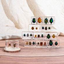 1pc Real Insect & Plant Model Set, Multispecies Insect Collection Transparent Model, Creative Gift Decor, Insect Teaching Tool, Permanent Preserved Animal Insect Combination Sample, 2pcs Golden Beetles, 3pcs Ladybugs, 3pcs Leaf Beetles, 2pcs Spiders, 2pcs Ants, 2pcs Stinkbugs, Multicolor Beetle Insect Model Set, Educational Learning Toy - Multicolor - View 4