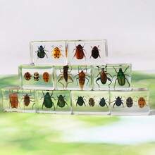 1pc Real Insect & Plant Model Set, Multispecies Insect Collection Transparent Model, Creative Gift Decor, Insect Teaching Tool, Permanent Preserved Animal Insect Combination Sample, 2pcs Golden Beetles, 3pcs Ladybugs, 3pcs Leaf Beetles, 2pcs Spiders, 2pcs Ants, 2pcs Stinkbugs, Multicolor Beetle Insect Model Set, Educational Learning Toy - Multicolor - View 10