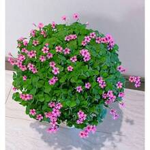24 Pack Iron Shamrock Plant Bulbs, Live Oxalis Bulbs Indoor Outdoor Gardens, Year - Round Perennial Lucky Shamrock Plants Live In Pots Home Decor - 綠色 - 查看 3