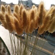 30/60/120/180/240pcs Bunny Tails Grass ,Dried Lagurus Grass ,Dry Grass Bouquet For Vase,DIY Handcraft Materials,Home Decor,Wedding Decor - Brown - View 7