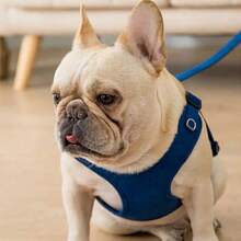 Bộ dây dắt và dây xích dắt chó đi dạo ngoài trời HP082-1 dành cho chó nhỏ vừa - Dây dắt chó Chihuahua & Pomeranian có dây đeo có thể điều chỉnh, thiết kế tiện dụng, polyester bền, lý tưởng cho các hoạt động ngoài trời & thú cưng khi đi du lịch, không cần pin - Nhiều màu - Xem 7