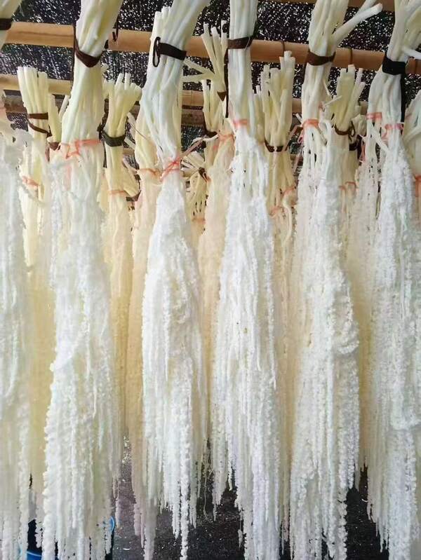 White Hanging Amaranthus Dried | Bleached White Amaranthus | Preserved Flowers | Wedding Decor | Wedding Bouquet | Hanging Dried Flowers