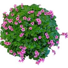 24 Pack Iron Shamrock Plant Bulbs, Live Oxalis Bulbs Indoor Outdoor Gardens, Year - Round Perennial Lucky Shamrock Plants Live In Pots Home Decor - 綠色 - 查看 4