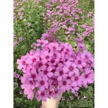 24 Pack Iron Shamrock Plant Bulbs, Live Oxalis Bulbs Indoor Outdoor Gardens, Year - Round Perennial Lucky Shamrock Plants Live In Pots Home Decor - 綠色 - 查看 5