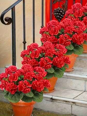 1/2pcs Artificial Geranium Flowers, 14.17inches Realistic Artificial Flowers, Suitable For Indoor And Outdoor Decoration, Garden, Porch, Yard, Terrace And Home Decoration, Wedding And Engagement Decor, Valentine's Day, Spring Decoration