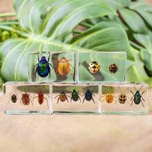 1pc Real Insect & Plant Model Set, Multispecies Insect Collection Transparent Model, Creative Gift Decor, Insect Teaching Tool, Permanent Preserved Animal Insect Combination Sample, 2pcs Golden Beetles, 3pcs Ladybugs, 3pcs Leaf Beetles, 2pcs Spiders, 2pcs Ants, 2pcs Stinkbugs, Multicolor Beetle Insect Model Set, Educational Learning Toy - Multicolor - View 5
