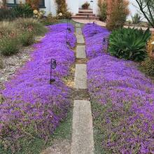 2000pcs Purple Creeping Thyme For Planting Cover For Lawn Creeping Thyme Ground Cover Perennial Landscaping Easy To Grow - 紫色 - 查看 4