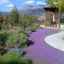 2000pcs Purple Creeping Thyme For Planting Cover For Lawn Creeping Thyme Ground Cover Perennial Landscaping Easy To Grow - 紫色 - 查看 3