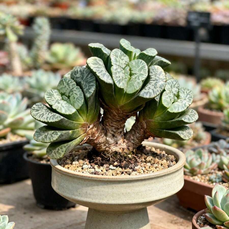 Plantas vivas - 95 piezas/semilla - Ver 1