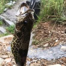 15pcs/10pcs/5pcs/1pc Soft Plastic Fishing Lures, Realistic Fishing Bait, Saltwater/Freshwater Fishing Lure, Trout Sinking Bait Kit, Fishing Tackle And Fishing Gifts