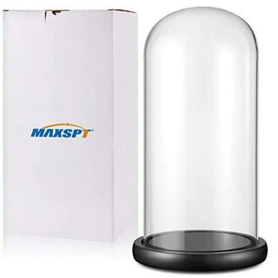 13 X 6 Glass Display Dome Cloche With Black Wood Base For Gold Rose Display Antique Collectibles Figurine Decorative Showcase Display In Living Room Study Or Office Setting