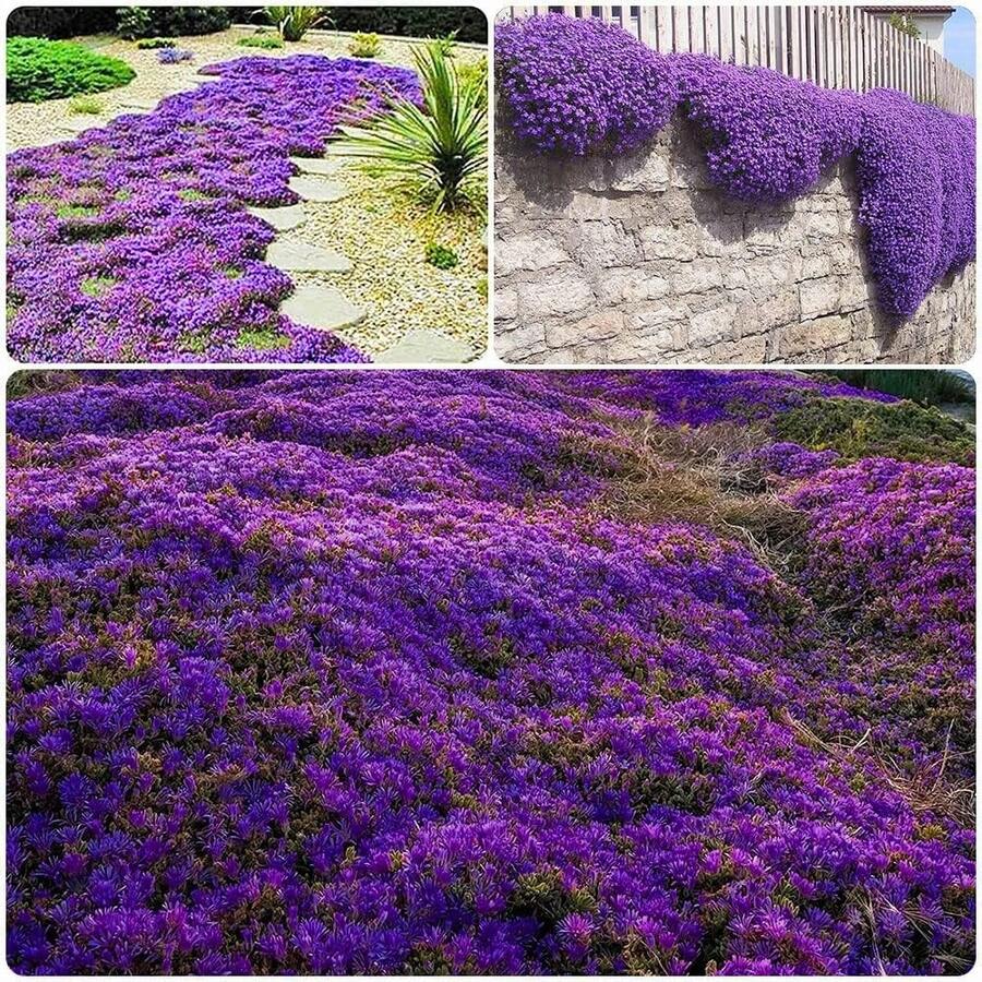 2000pcs Purple Creeping Thyme For Planting Cover For Lawn Creeping Thyme Ground Cover Perennial Landscaping Easy To Grow - 紫色 - 查看 1