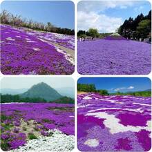 2000pcs Purple Creeping Thyme For Planting Cover For Lawn Creeping Thyme Ground Cover Perennial Landscaping Easy To Grow - 紫色 - 查看 2